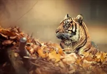 animals tigers 2000x1086 wallpaper Art HD Wallpaper
